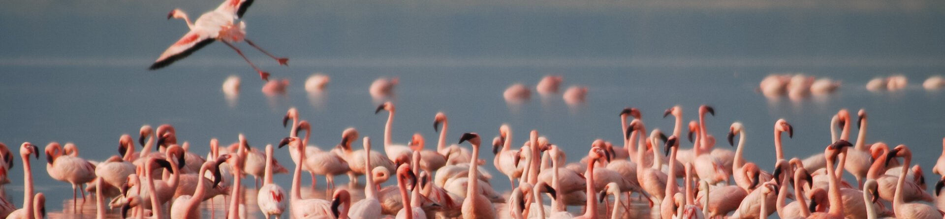 flamants rose tanzanie