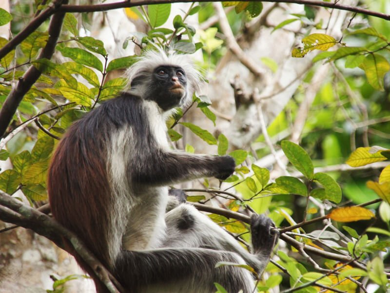 singe tanzanie esprit nomade voyages