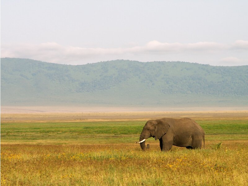 elephant tanzanie