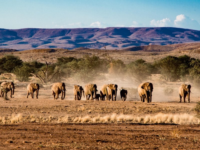 elephants-4461137_1280