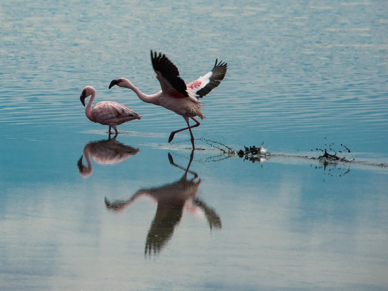 flamingo-4461101_1280