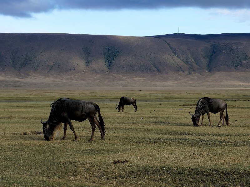 gnou ngorongoro esprit nomade