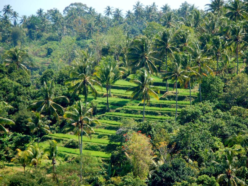 sidemen rizières bali esprit nomade voyages